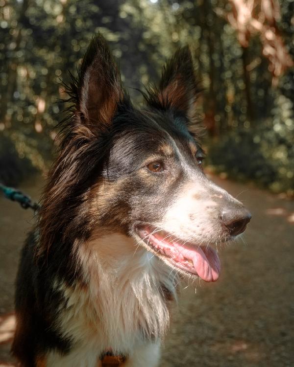 Mila, splendida Border Collie Foto 6